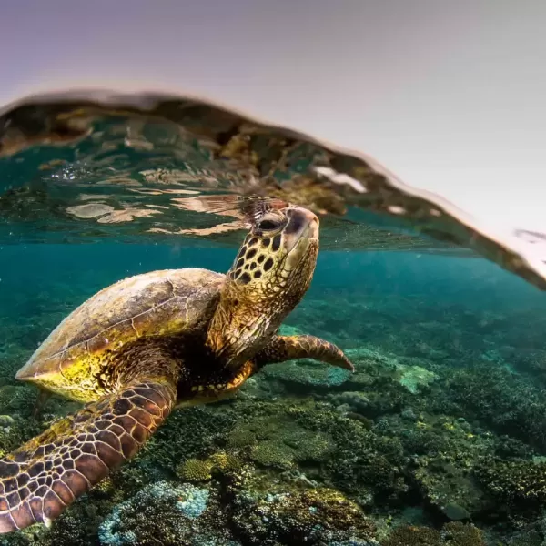 2_Green-sea-turtle