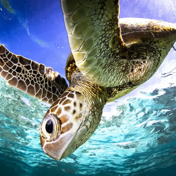 1_Green-sea-turtle