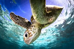 1_Green-sea-turtle