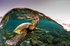 2_Green-sea-turtle