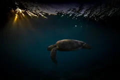 3_Green-sea-turtle